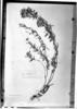 Mimosa rupestris image