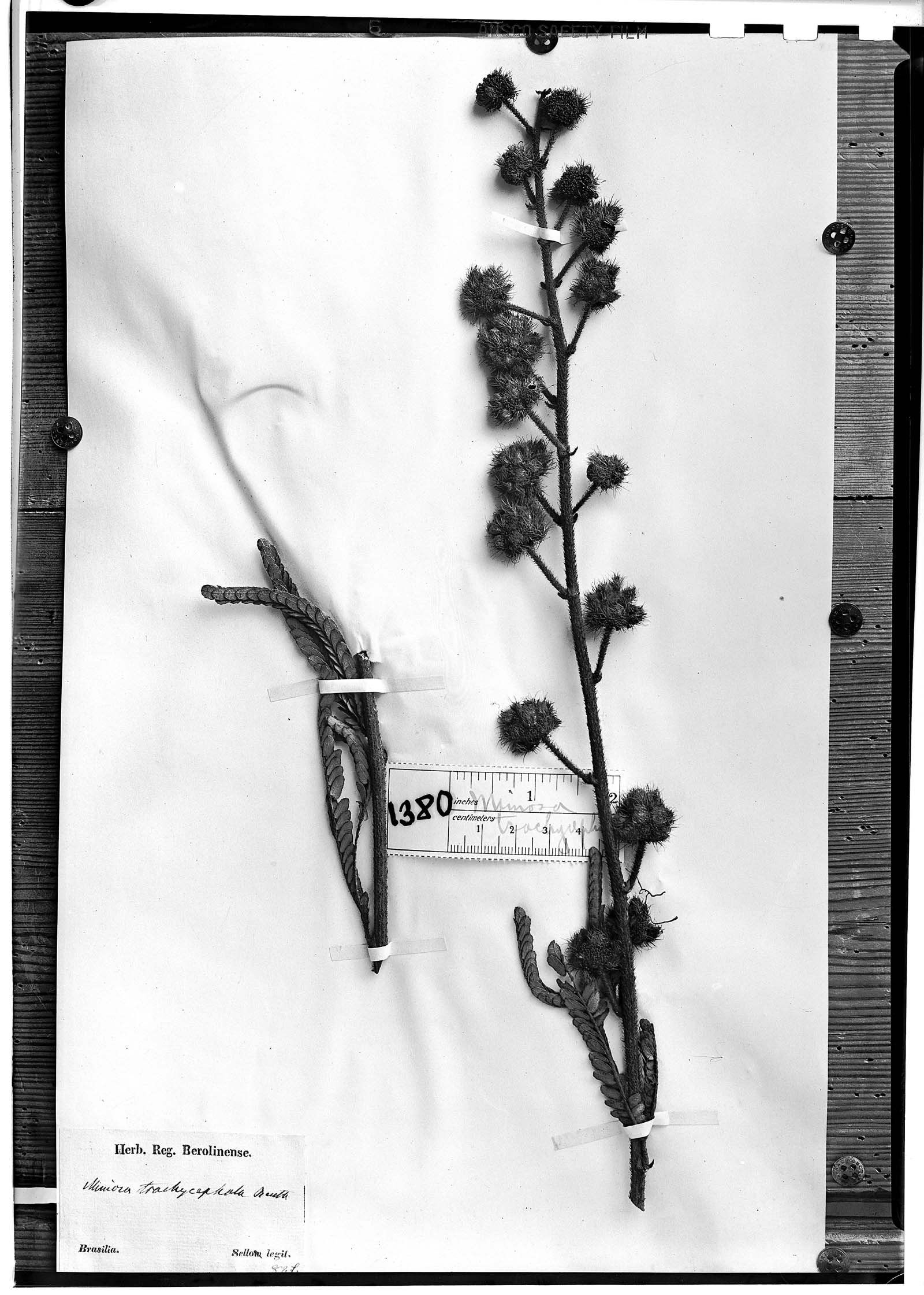 Mimosa trachycephala image
