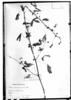 Mimosa trichocephala image