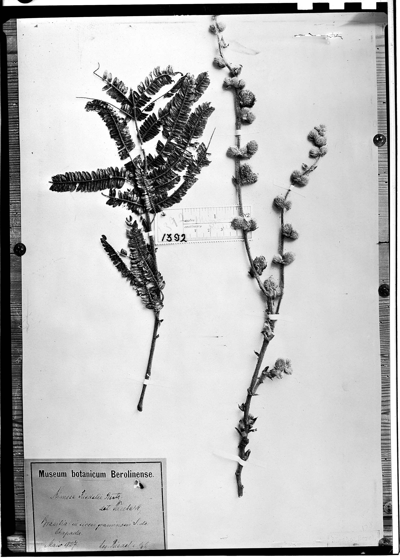 Mimosa riedelii image
