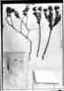 Agrianthus luetzelburgii image