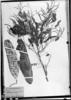 Piptadenia paniculata image