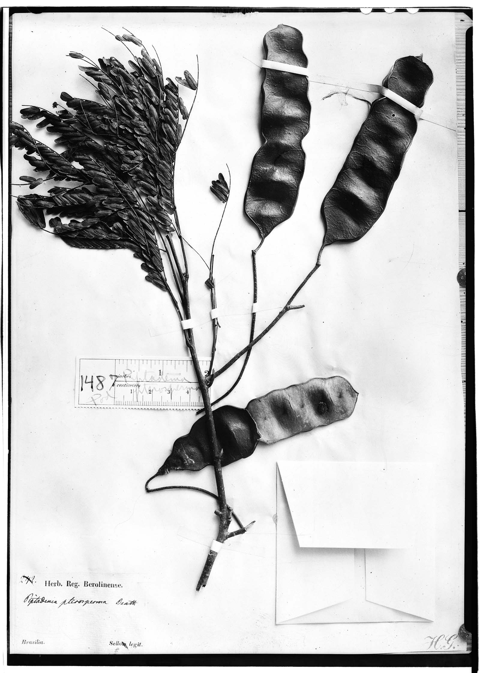 Piptadenia pterosperma image