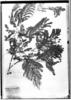 Plathymenia foliolosa image