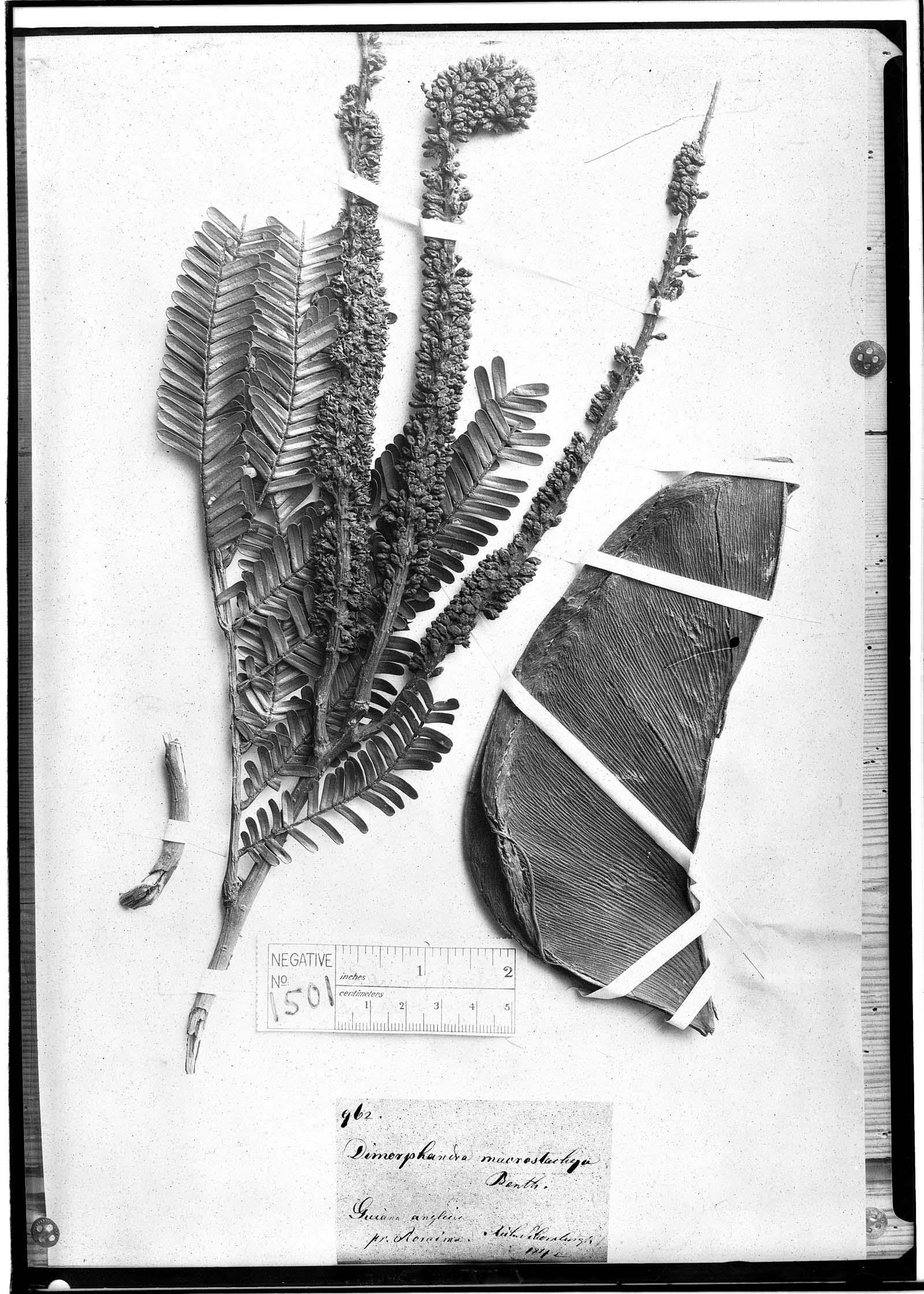 Dimorphandra macrostachya image