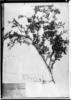 Cynometra parvifolia image