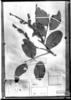 Copaifera marginata image