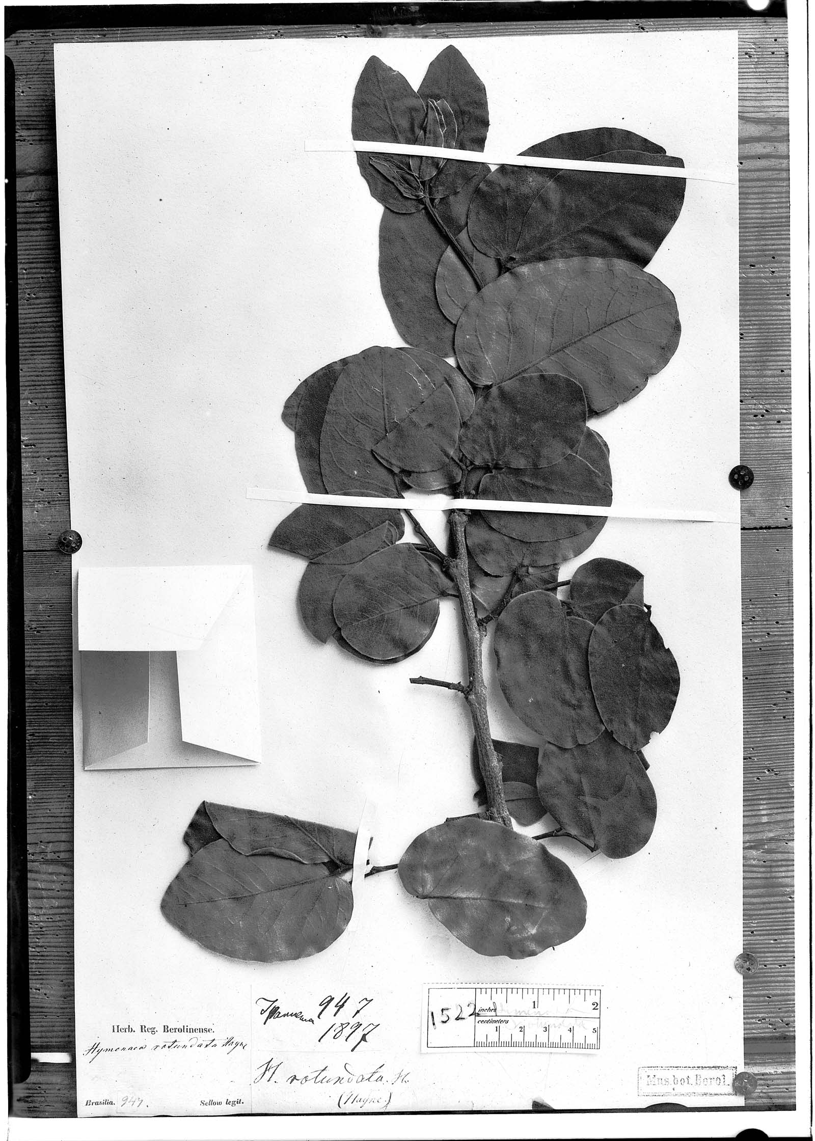 Hymenaea stigonocarpa var. pubescens image