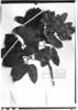 Peltogyne angustiflora image