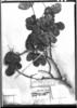 Peltogyne pauciflora image