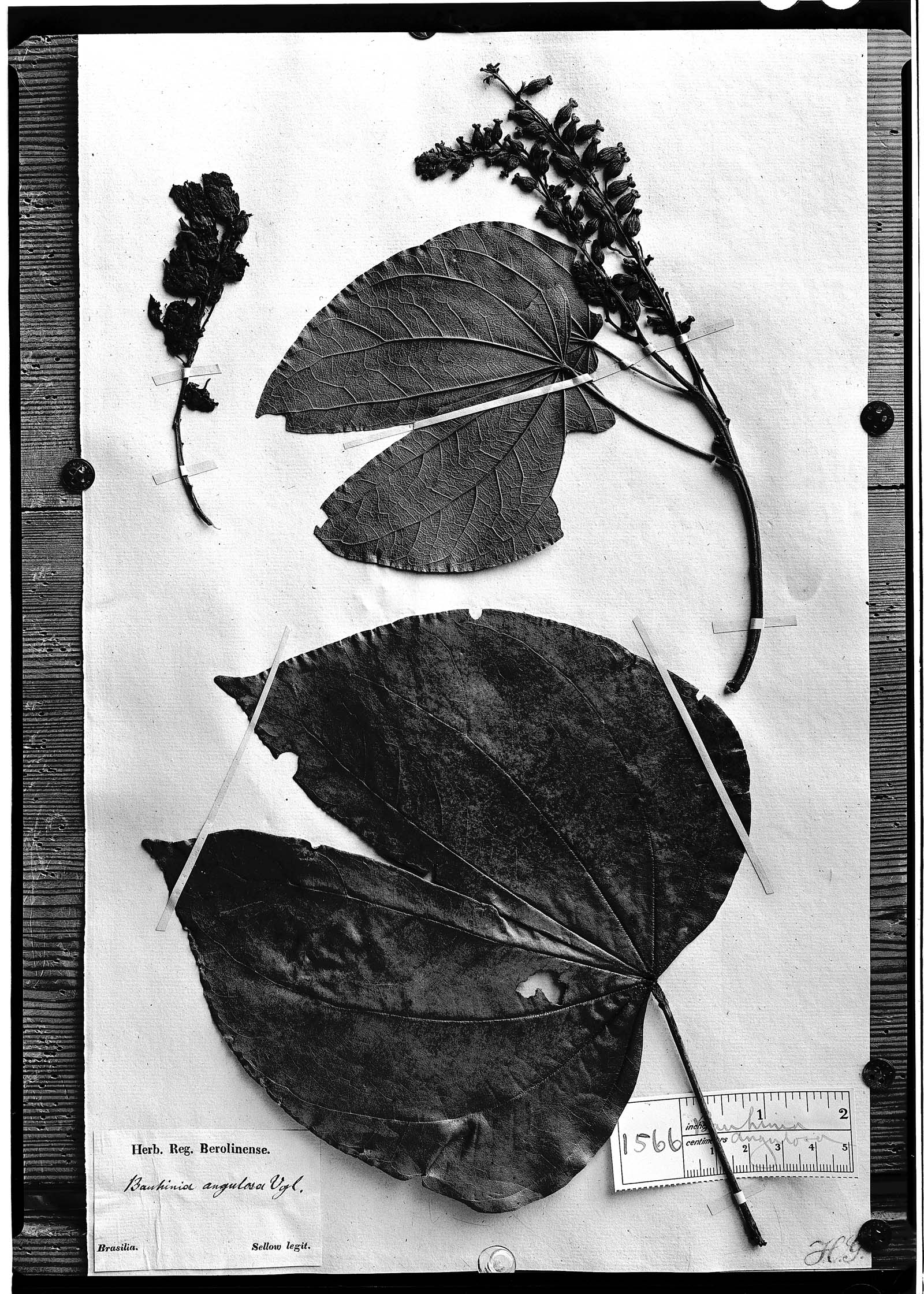 Bauhinia angulosa image