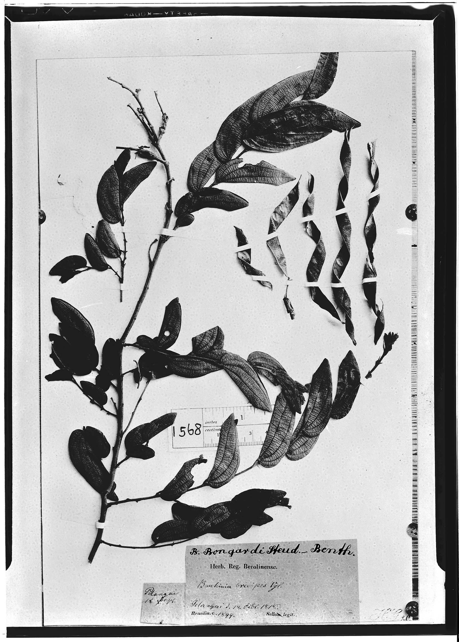 Bauhinia brevipes image