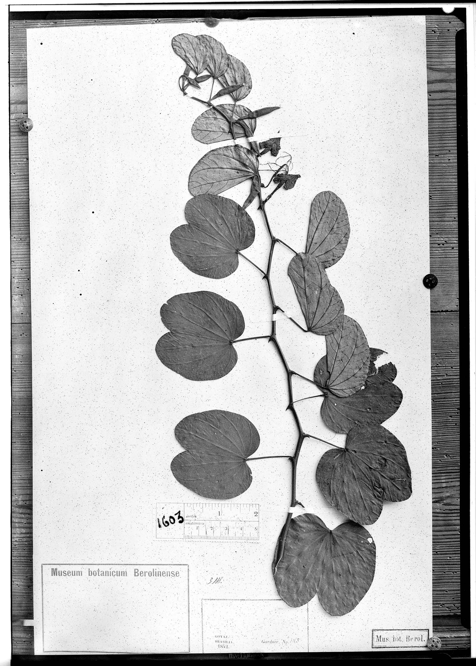 Bauhinia platypetala image