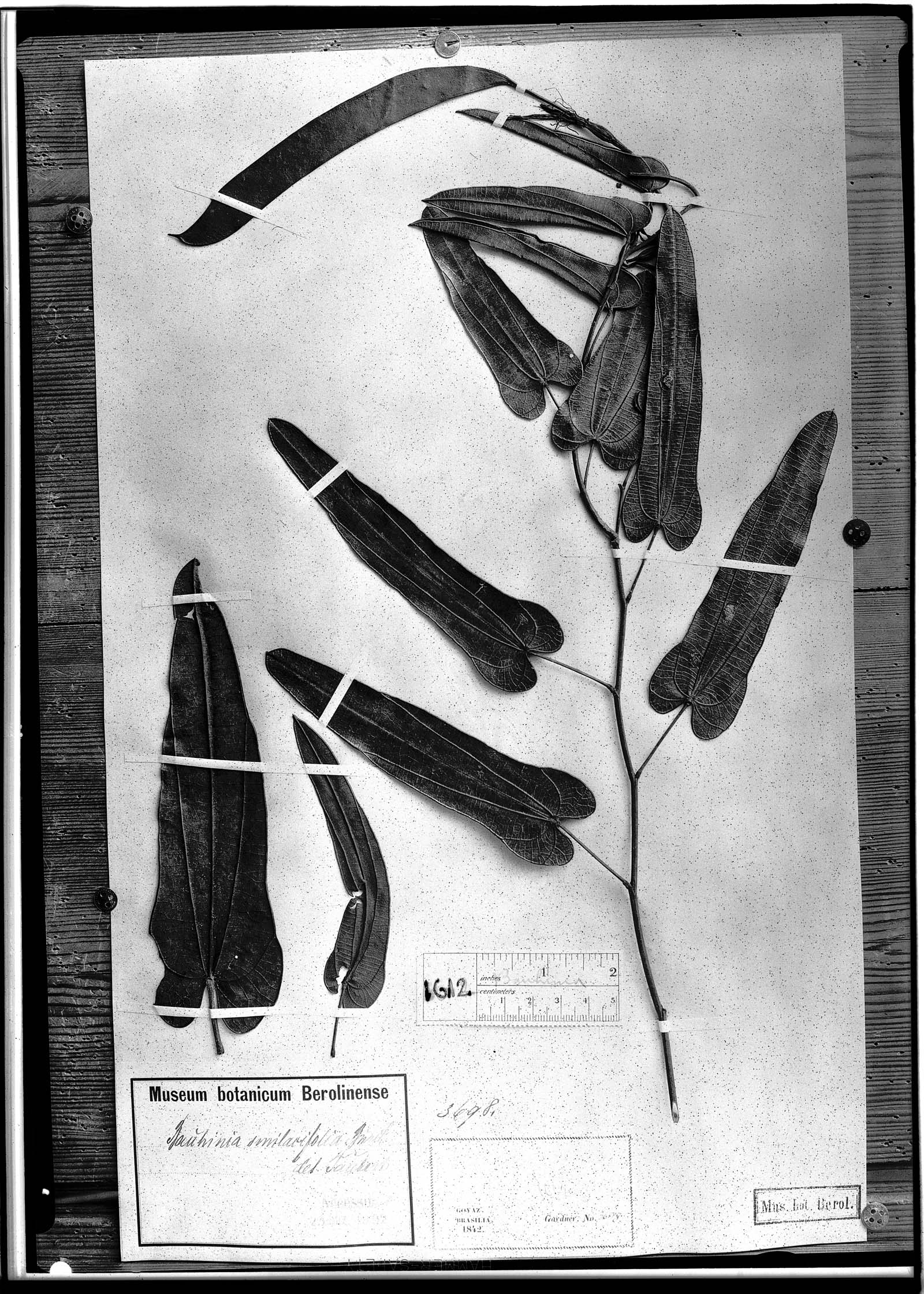 Bauhinia smilacifolia image