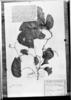 Bauhinia hymenaeifolia var. stuebeliana image