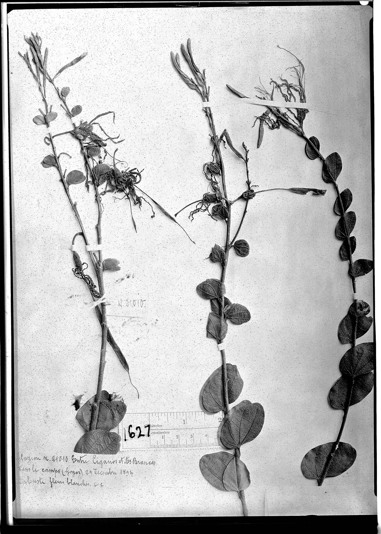 Bauhinia viscidula image