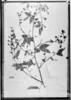 Dicorynia paraensis var. floribunda image
