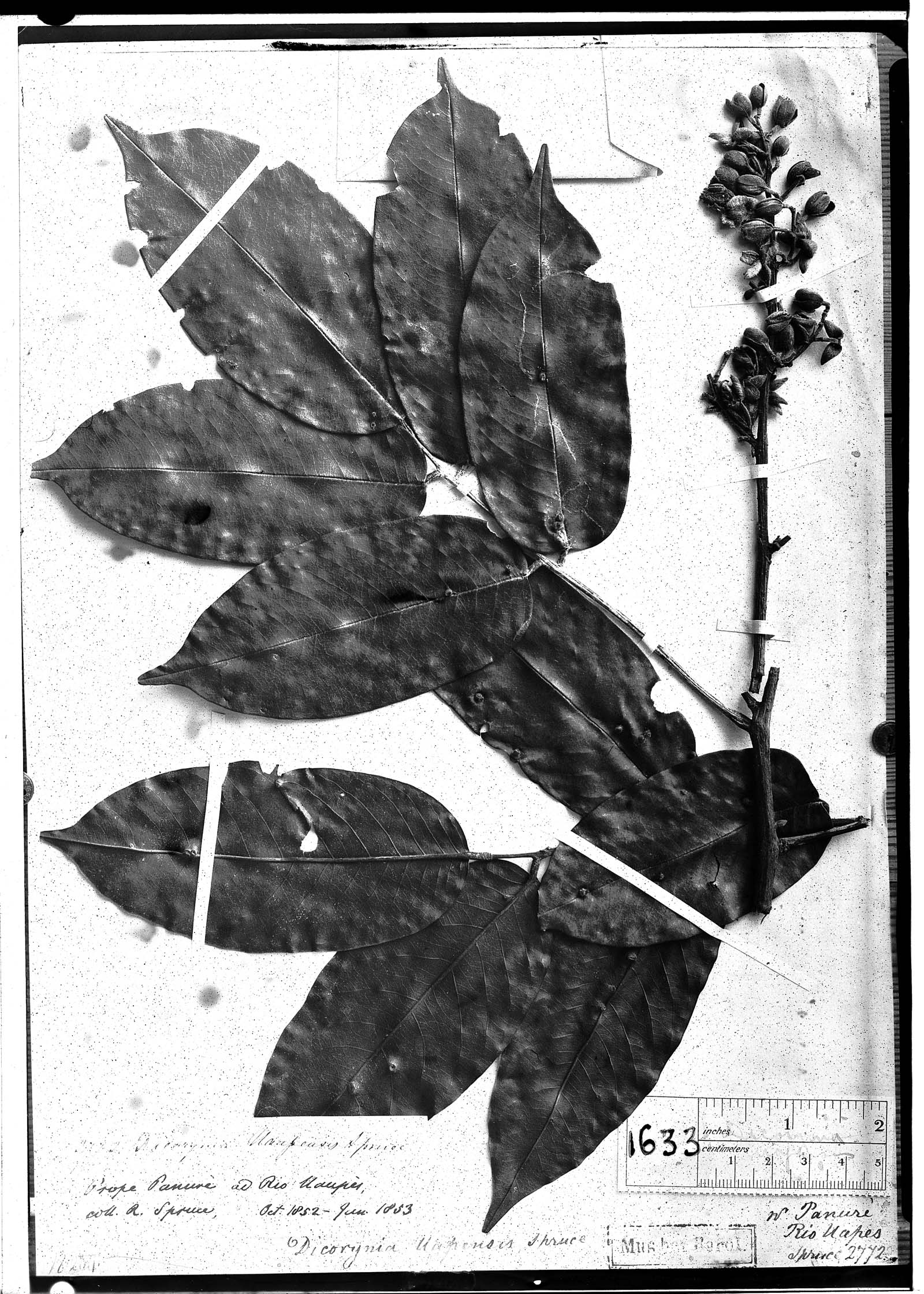 Dicorynia paraensis var. uaupensis image