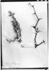 Cercidium andicola image