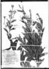 Chamaecrista linearifolia var. bradei image