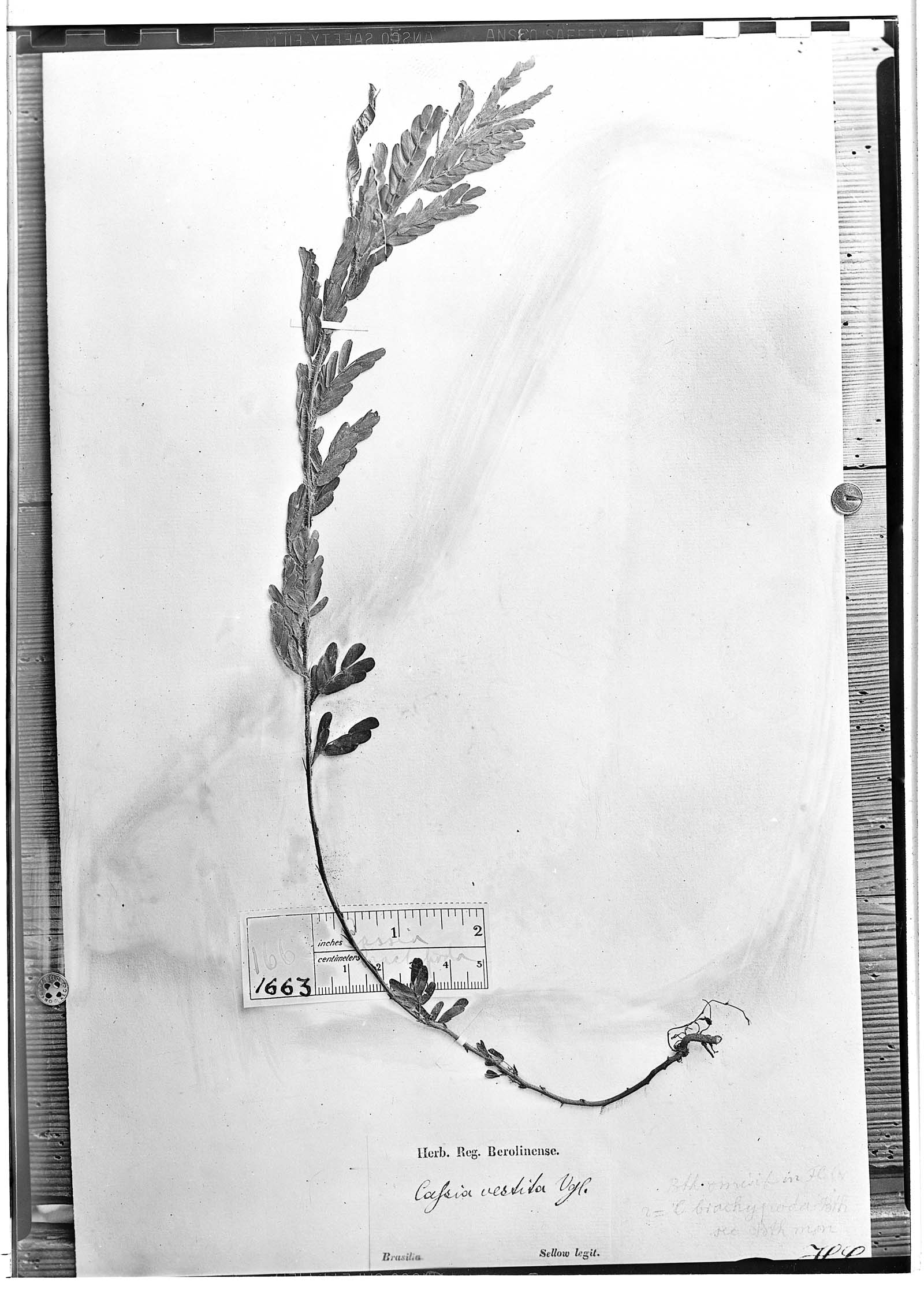 Chamaecrista nictitans subsp. brachypoda image