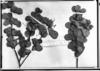 Chamaecrista cytisoides var. brachystachya image