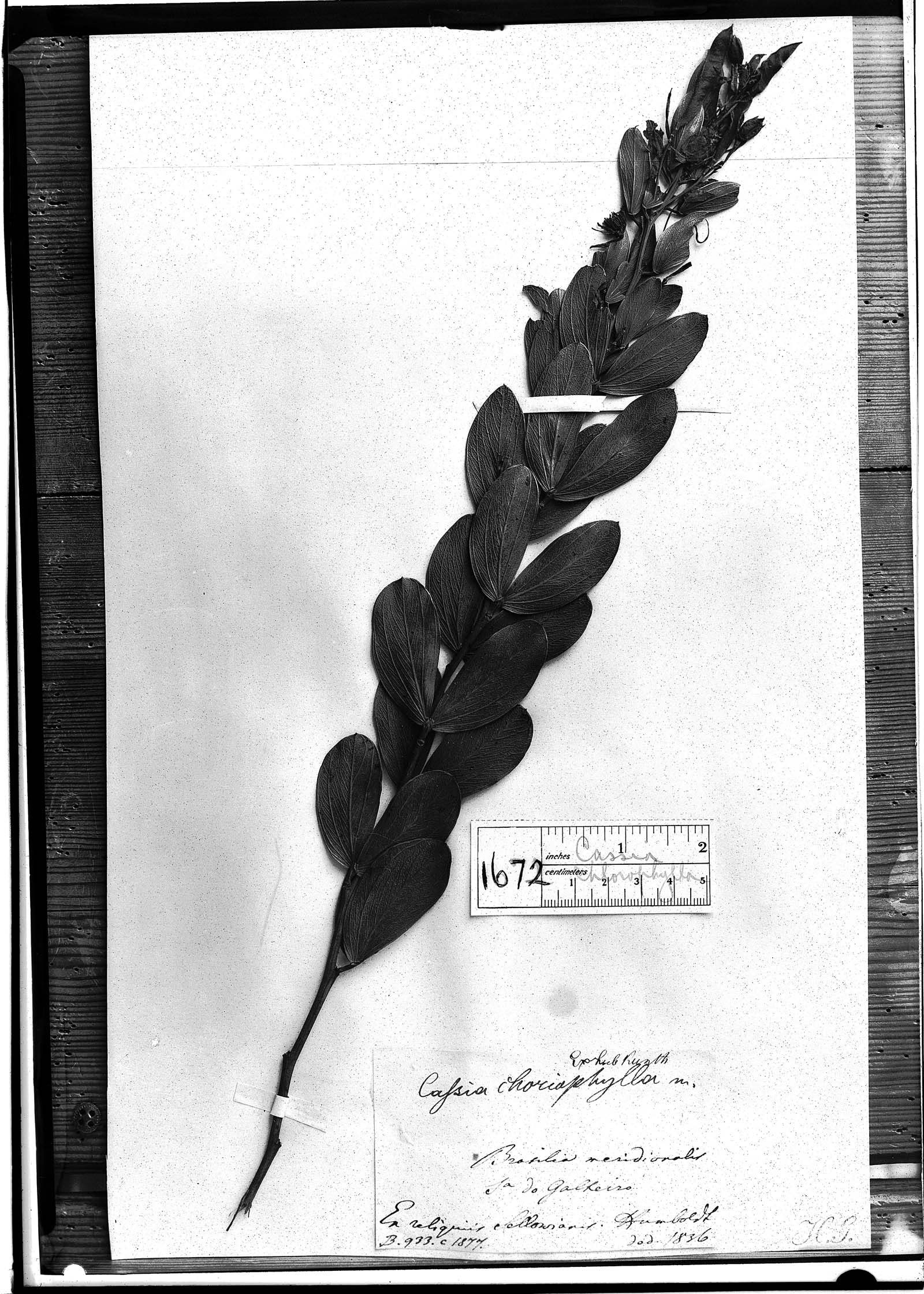 Chamaecrista choriophylla image