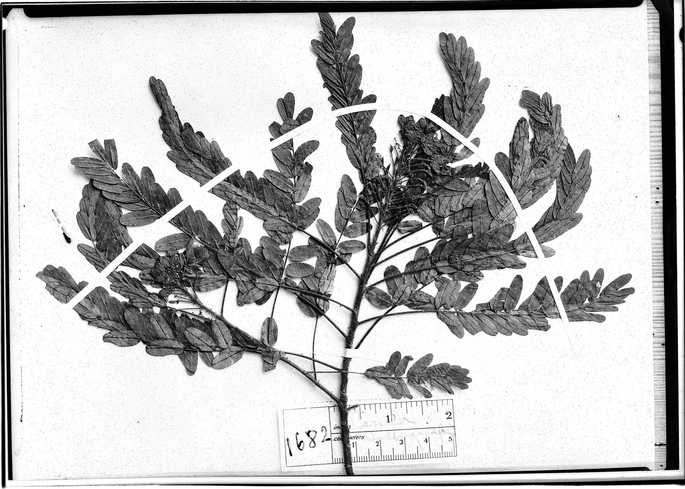 Chamaecrista dalbergiifolia image