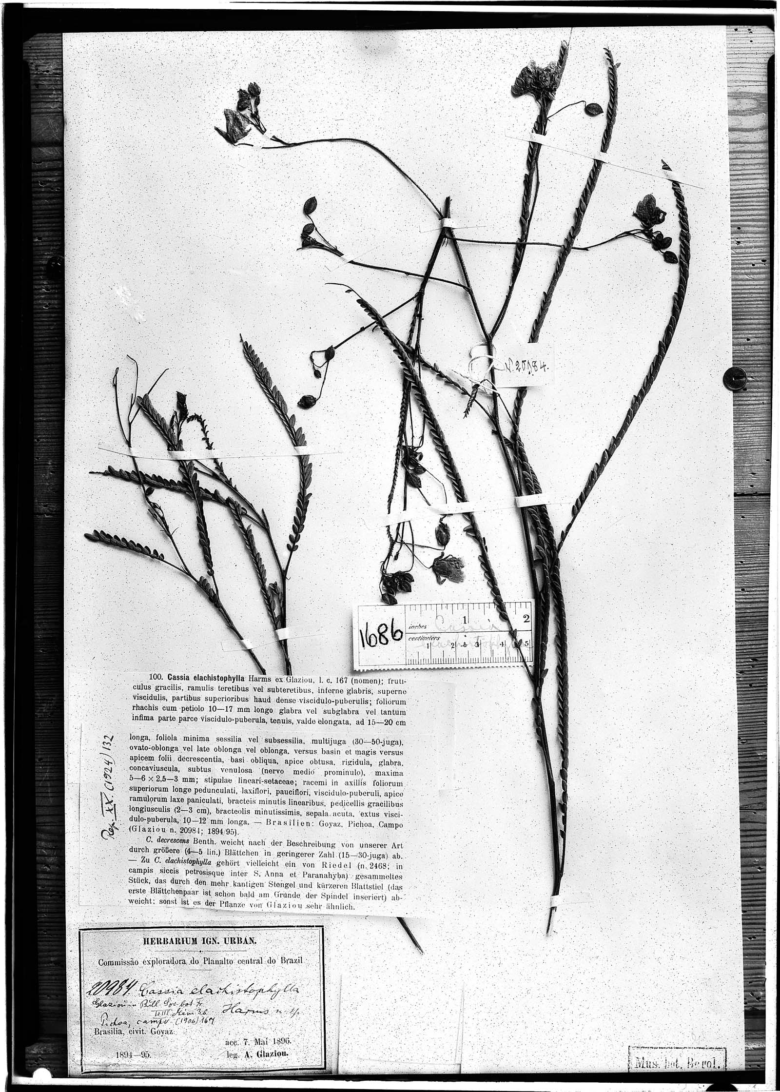 Cassia elachistophylla image