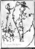Cassia huancabambae image