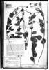 Chamaecrista lavaradiiflora image