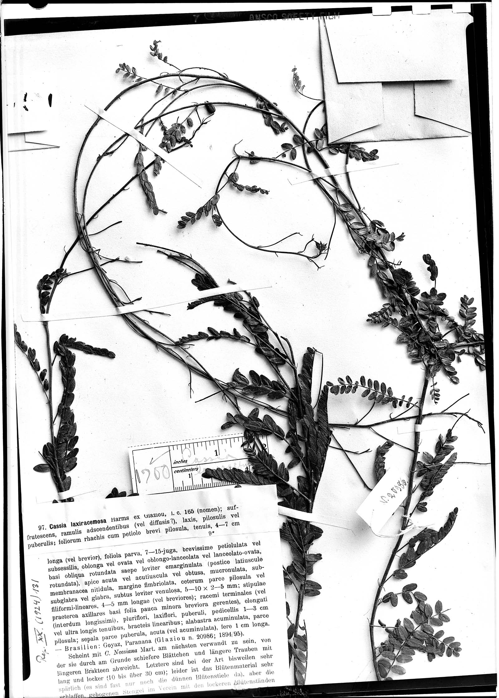 Chamaecrista neesiana var. laxiracemosa image