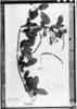Cassia leiophylla image