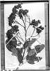 Cassia multiflora image