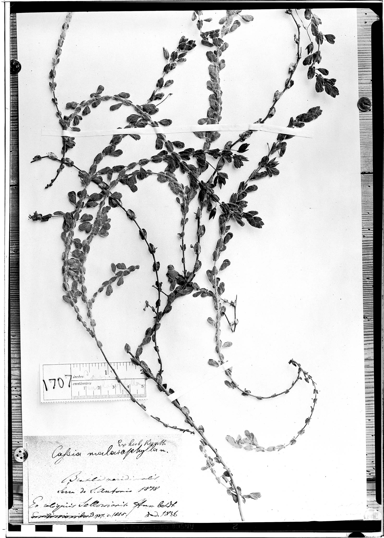 Chamaecrista desvauxii var. malacophylla image
