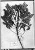 Cassia organensis image