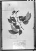Cassia oxyphylla image