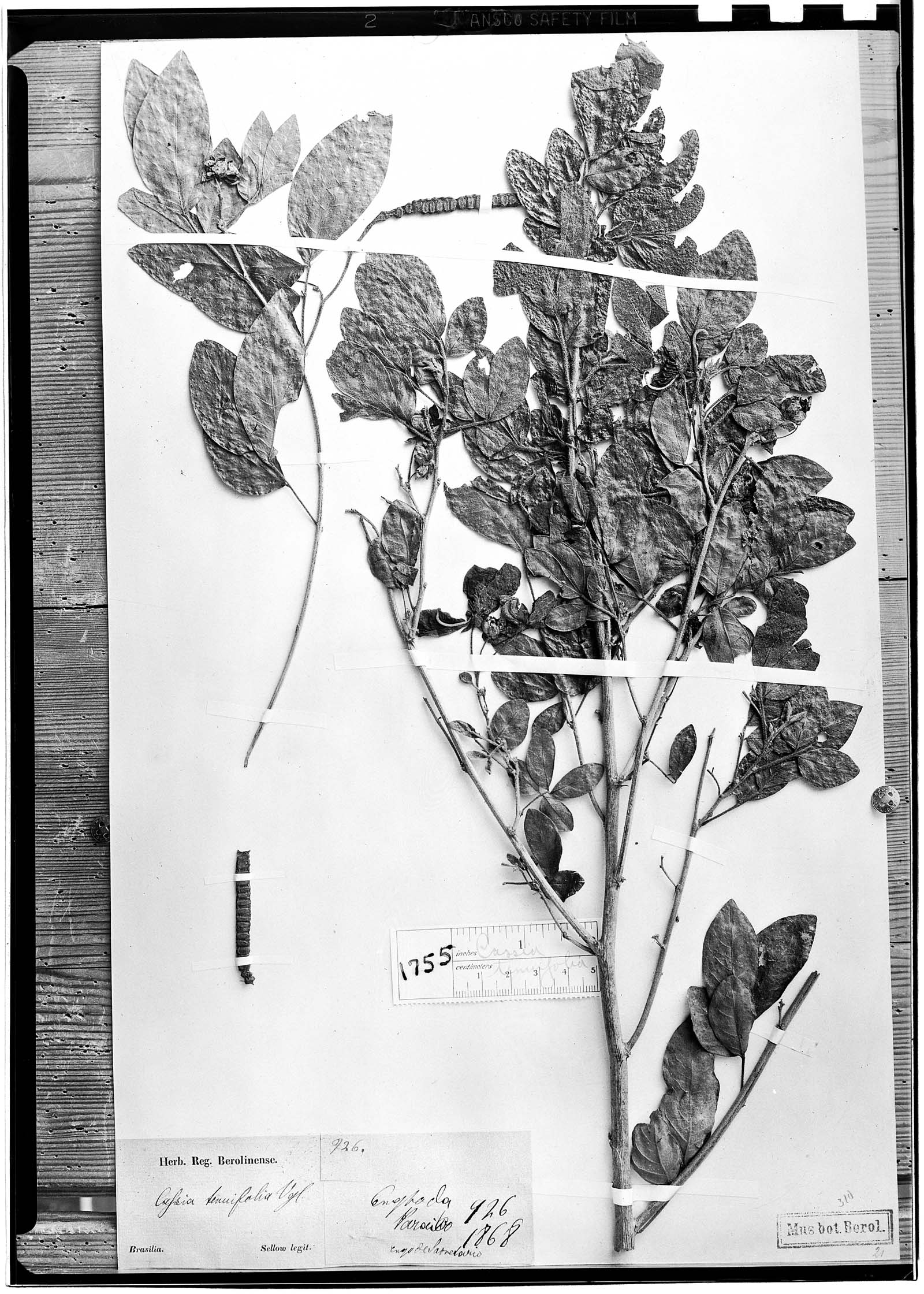 Senna tenuifolia image