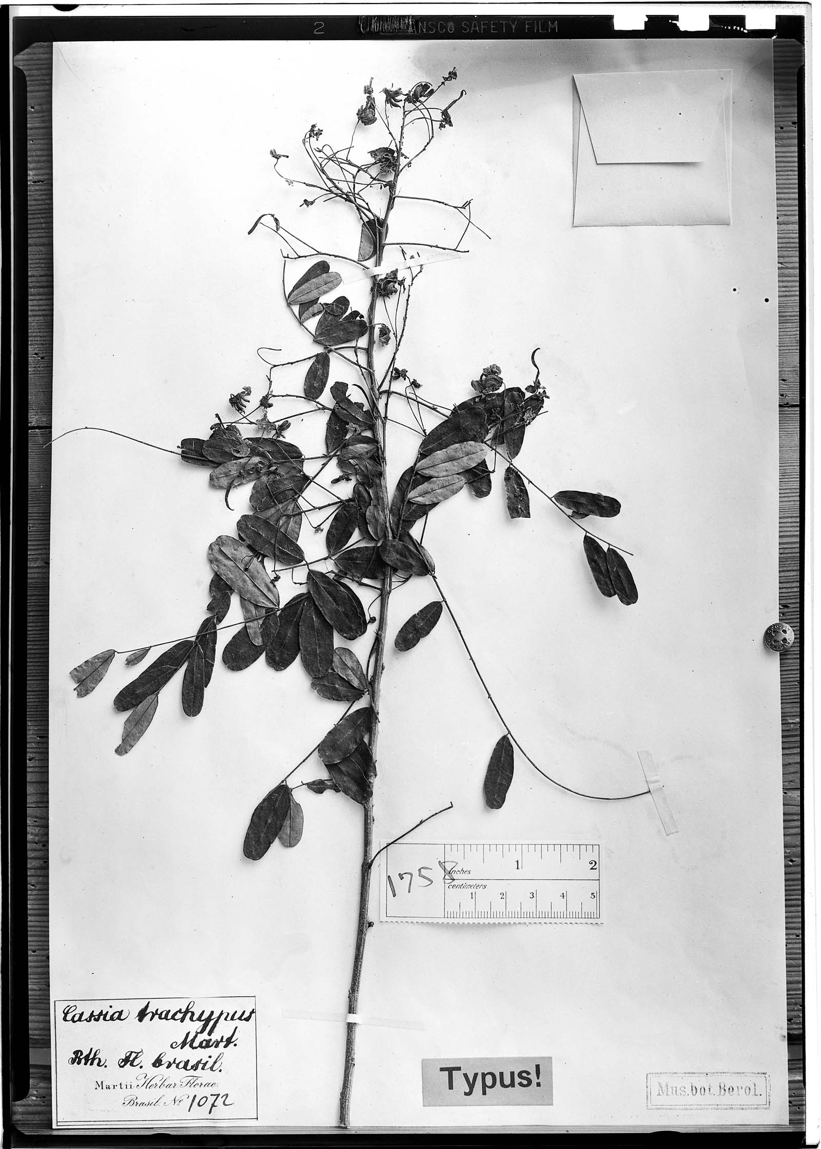 Senna trachypus image