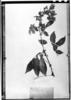 Cassia undulata image