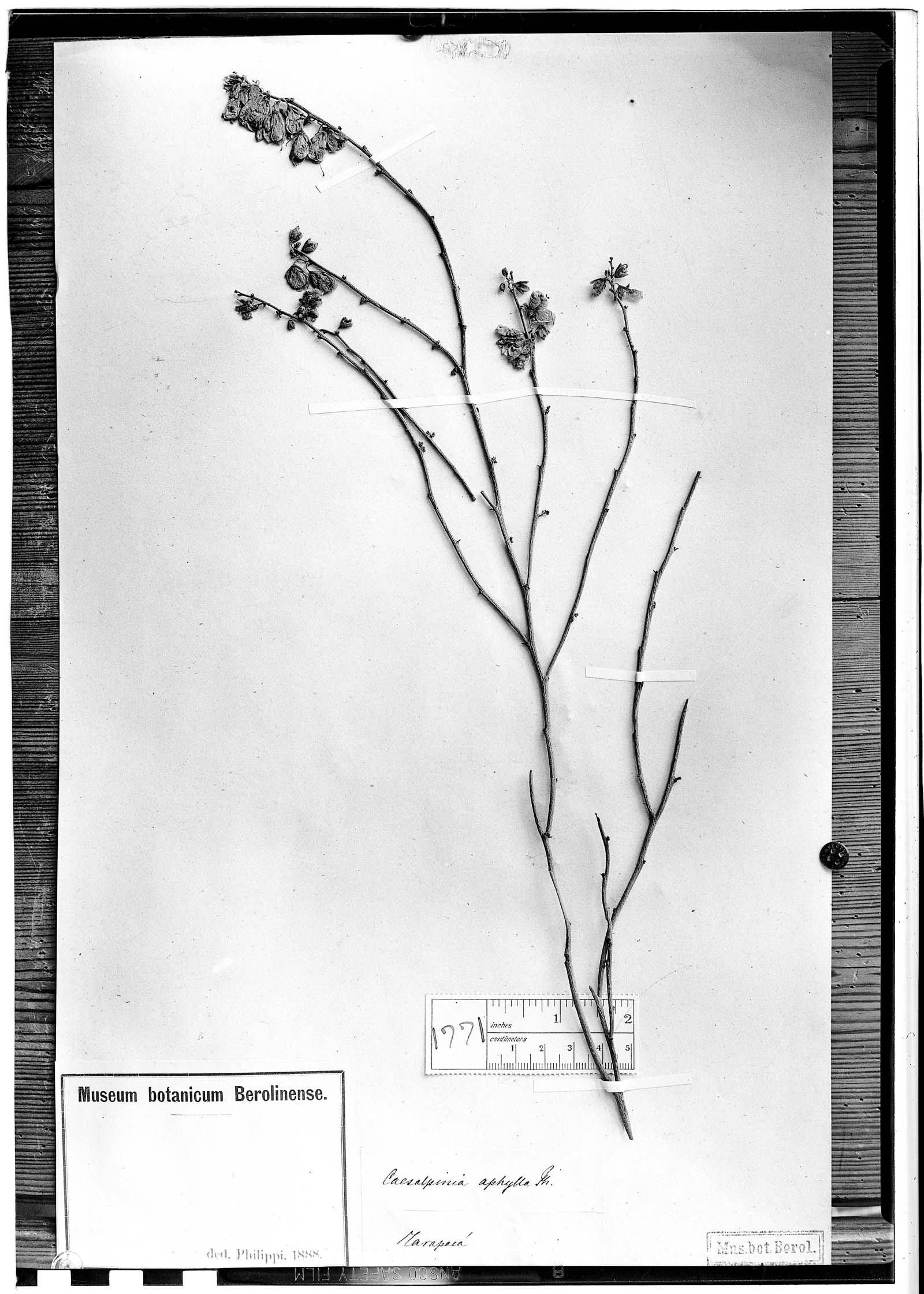 Caesalpinia aphylla image
