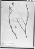 Caesalpinia trichocarpa image