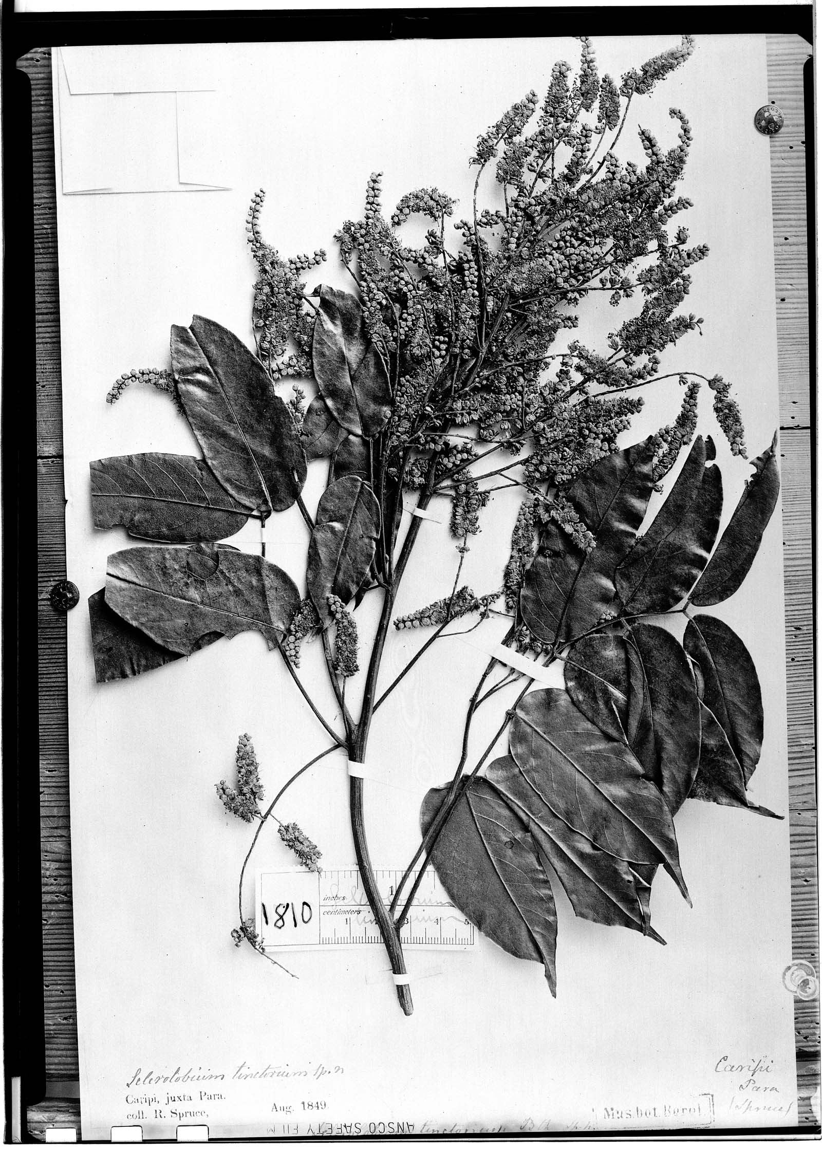 Sclerolobium tinctorium image