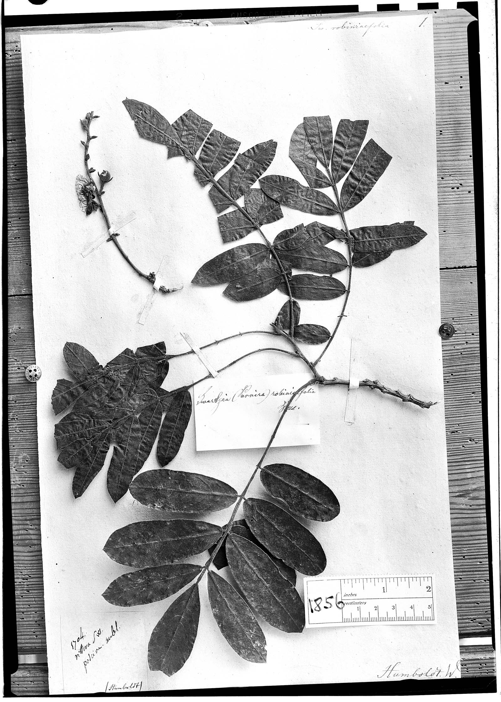 Swartzia robiniifolia image