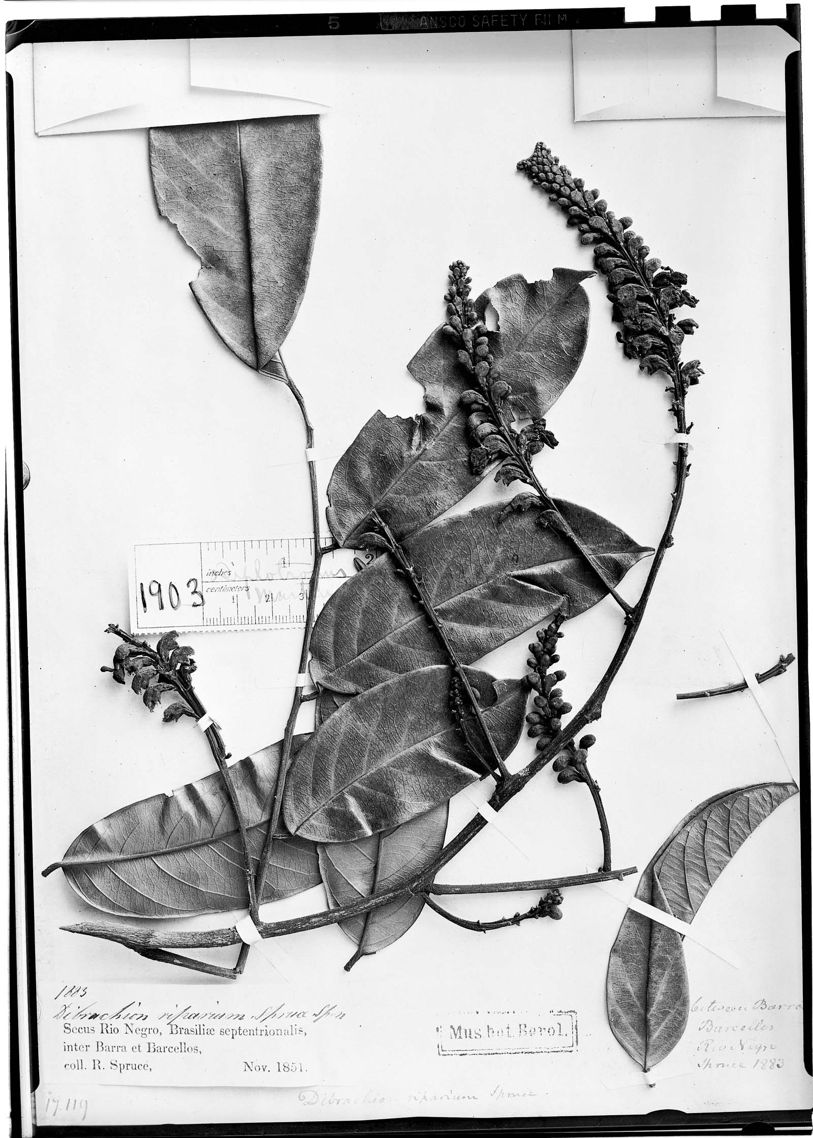 Diplotropis martiusii image