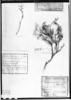 Anarthrophyllum rigidum image