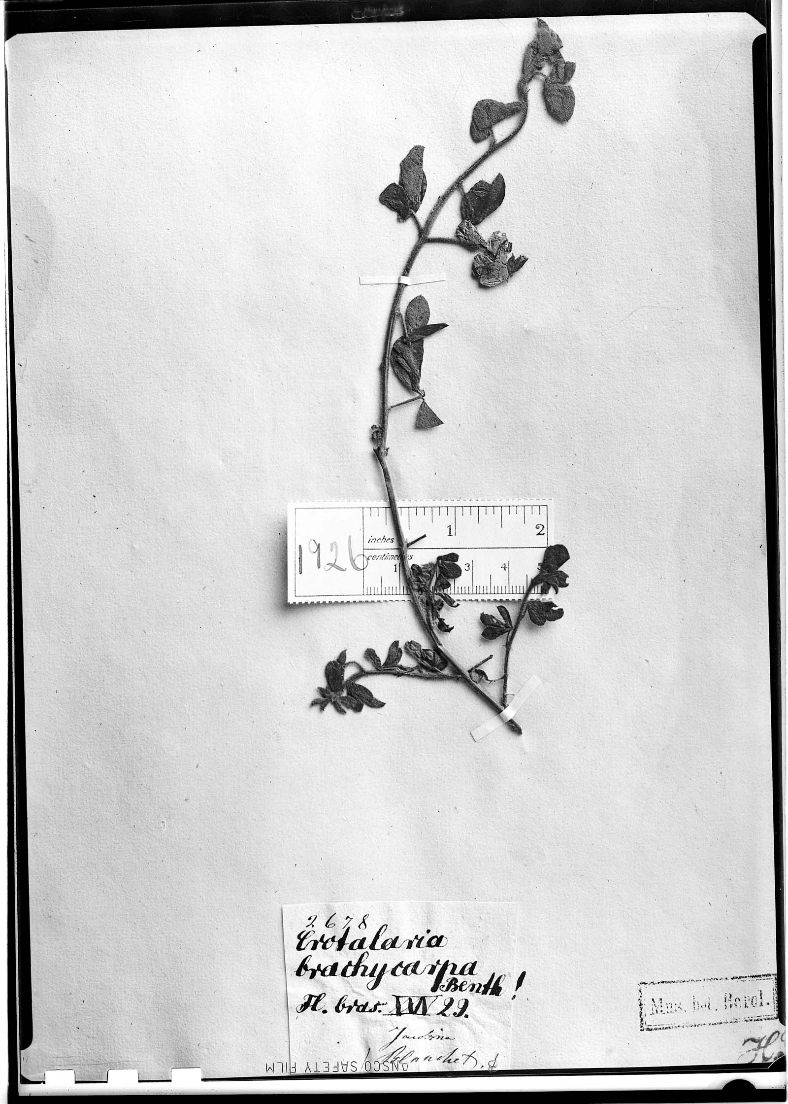 Crotalaria brachycarpa image