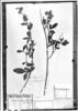Crotalaria micans image