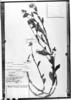 Crotalaria breviflora image