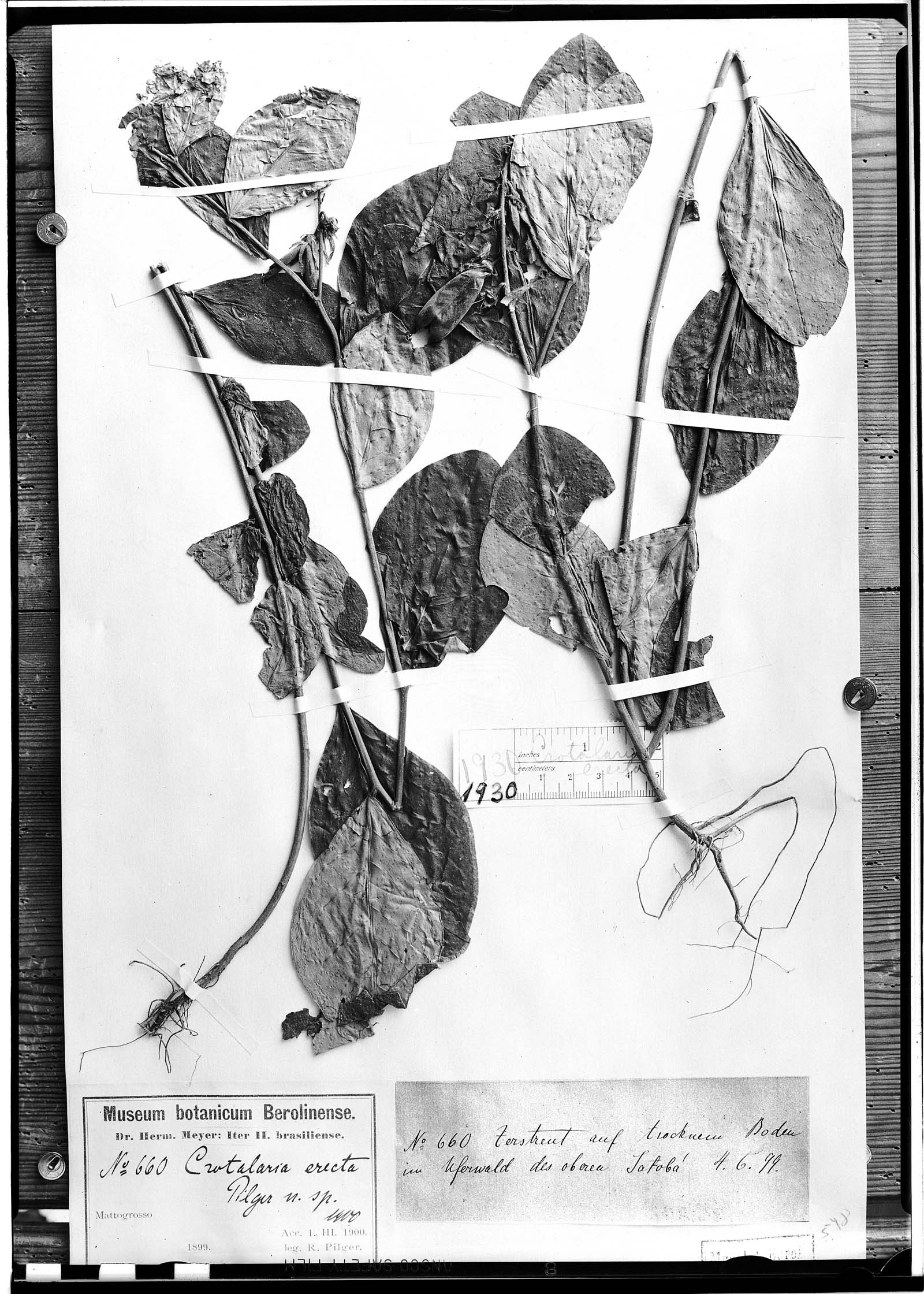 Crotalaria erecta image